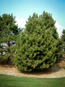 Сосна Чёрная (Pinus Nigra) купить по цене от 270.00р. в интернет-магазине «Посадика» с доставкой почтой в в Советскийе и по всей России – [изображение №1].