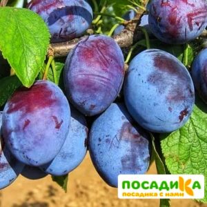 Слива Чачакская ранняя купить по цене от 229.00р. в интернет-магазине «Посадика» с доставкой почтой в в Советскийе и по всей России – [изображение №1].