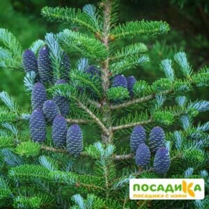 Пихта корейская (Abies koreana) купить по цене от 450.00р. в интернет-магазине «Посадика» с доставкой почтой в в Советскийе и по всей России – [изображение №1].