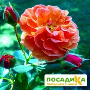 Роза Арабия купить по цене от 350.00р. в интернет-магазине «Посадика» с доставкой почтой в в Советскийе и по всей России – [изображение №1].