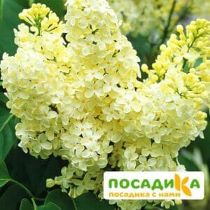 Сирень Примроуз (Primrose) купить по цене от 529.00р. в интернет-магазине «Посадика» с доставкой почтой в в Советскийе и по всей России – [изображение №1].