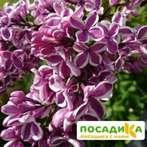 Сирень Сенсация купить по цене от 529.00р. в интернет-магазине «Посадика» с доставкой почтой в в Советскийе и по всей России – [изображение №1].