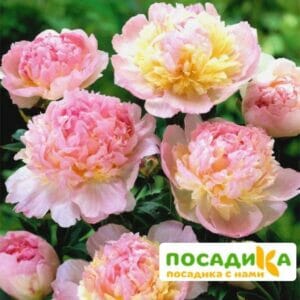 Пион Распберри Сандей (Paeonia Raspberry Sundae) купить по цене от 959р. в интернет-магазине «Посадика» с доставкой почтой в в Советскийе и по всей России – [изображение №1].