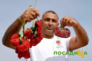 Клубника Гигант Джорнея купить по цене от 266р. в интернет-магазине «Посадика» с доставкой почтой в в Советскийе и по всей России – [изображение №1].