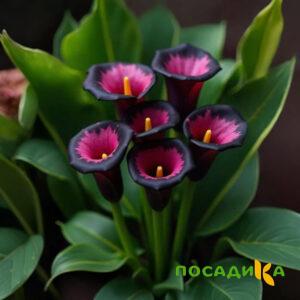 Калла Аура Лейс купить по цене от 400р. в интернет-магазине «Посадика» с доставкой почтой в в Советскийе и по всей России – [изображение №1].