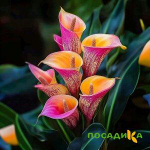 Калла Оникс купить по цене от 450р. в интернет-магазине «Посадика» с доставкой почтой в в Советскийе и по всей России – [изображение №1].