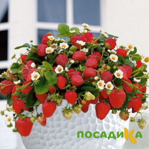 Клубника Рубиновый Шепот (горшечная) купить по цене от 240р. в интернет-магазине «Посадика» с доставкой почтой в в Советскийе и по всей России – [изображение №1].