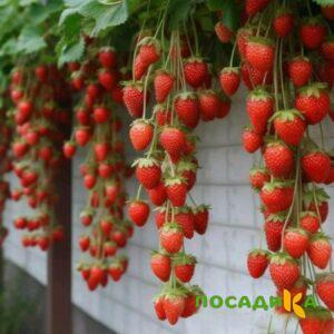 Клубника вьющаяся Комплимент купить по цене от 470р. в интернет-магазине «Посадика» с доставкой почтой в в Советскийе и по всей России – [изображение №1].