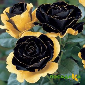 Роза Ханни Сикл купить по цене от 700р. в интернет-магазине «Посадика» с доставкой почтой в в Советскийе и по всей России – [изображение №1].