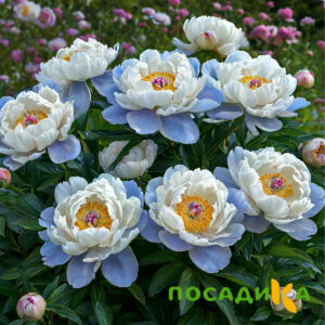 Пион акварельный Этюд купить по цене от 806р. в интернет-магазине «Посадика» с доставкой почтой в в Советскийе и по всей России – [изображение №1].