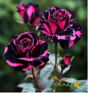 Роза Багровый Шепот купить по цене от 366р. в интернет-магазине «Посадика» с доставкой почтой в в Советскийе и по всей России – [изображение №1].