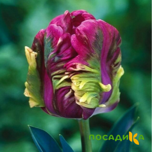 Тюльпан Экзотик Хэвен купить по цене от 186р. в интернет-магазине «Посадика» с доставкой почтой в в Советскийе и по всей России – [изображение №1].