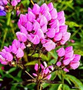 Флокс Бутоник купить по цене от 461р. в интернет-магазине «Посадика» с доставкой почтой в в Советскийе и по всей России – [изображение №1].