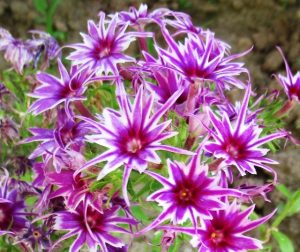 Флокс Звездное Кружево купить по цене от 361р. в интернет-магазине «Посадика» с доставкой почтой в в Советскийе и по всей России – [изображение №1].